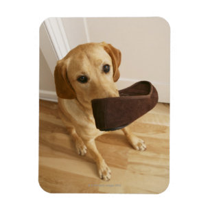 Magnet Flexible Chiot de labrador retriever avec la pantoufle dans