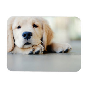 Magnet Flexible Chiot doré de l'équipe de rétrification