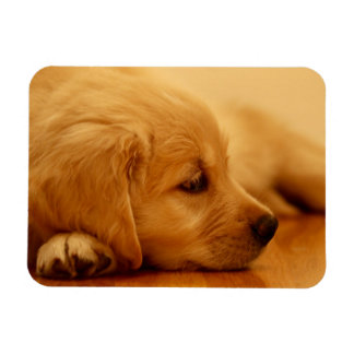 Magnet Flexible Chiot Golden Retriever