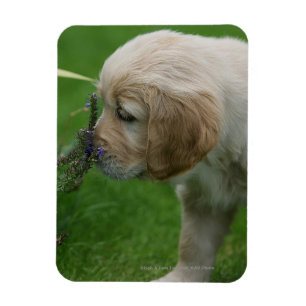 Magnet Flexible Chiot Golden Retriever