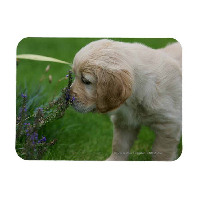 Magnet Flexible Chiot Golden Retriever (Horizontal)