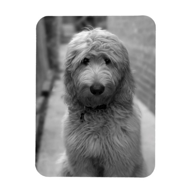 Magnet Flexible Chiot Goldendoodle en Jardin (Vertical)