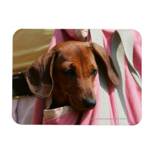 Magnet Flexible chiot miniature Lisse-haired de teckel