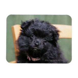 Magnet Flexible Chiot noir de Pomeranian