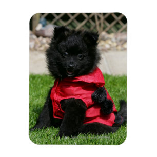 Magnet Flexible Chiot noir de Pomeranian regardant