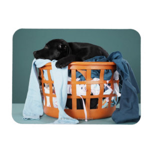 Magnet Flexible Chiot se situant dans le panier de blanchisserie