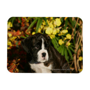 Magnet Flexible Chiots de boxeur