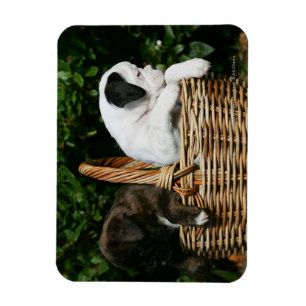 Magnet Flexible Chiots de boxeur dans le panier