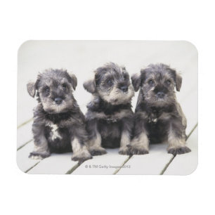 Magnet Flexible Chiots de Schnauzer miniatures