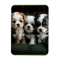 Chiots super mignons sur le canapé 2