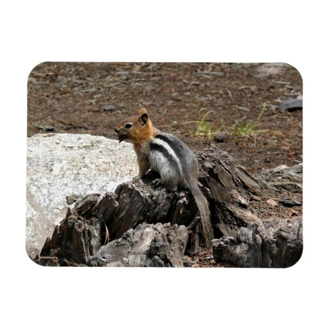 Magnet Flexible Chipmunk à Yosemite, Californie (Horizontal)