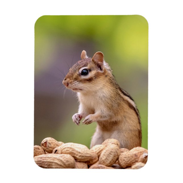 Magnet Flexible Chipmunk aux cacahuètes (Vertical)