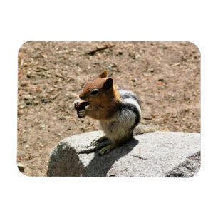 Magnet Flexible Chipmunk en Yosemite, Californie