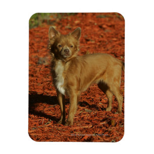 Magnet Flexible Chiwawa regardant l'appareil-photo