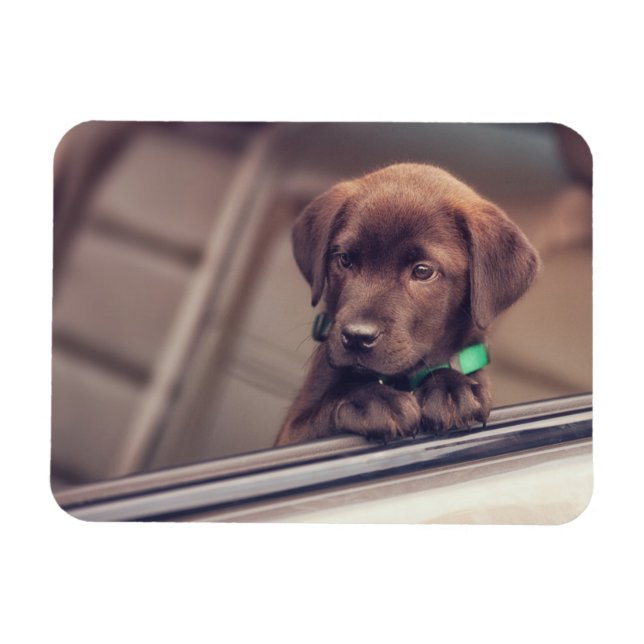 Magnet Flexible Chocolat Labrador Chiot En Voiture (Horizontal)