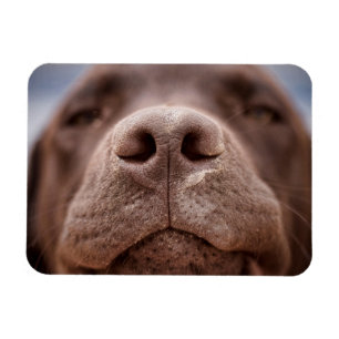 Magnet Flexible Chocolat Labrador Closeuse du nez