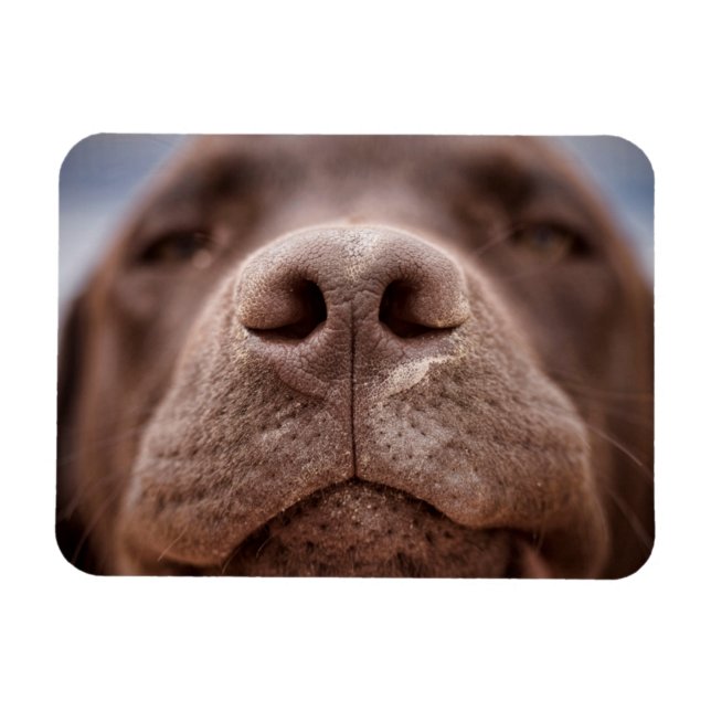 Magnet Flexible Chocolat Labrador Closeuse du nez (Horizontal)