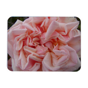 Magnet Flexible Chou rose Rose Fleurs Vintages Carte d'anniversair