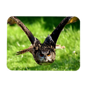 Magnet Flexible Chouette d'aigle sauvage en plein vol