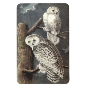 Magnet Flexible Chouette des neiges par Audubon