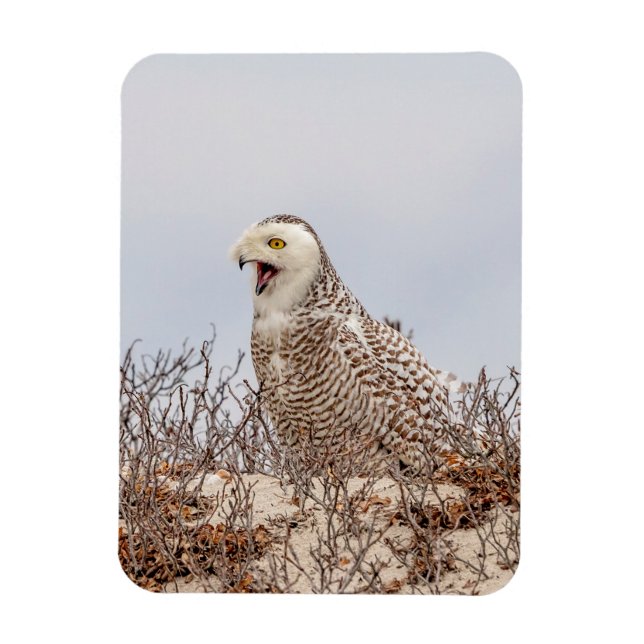 Magnet Flexible Chouette neige assise sur la plage (Vertical)