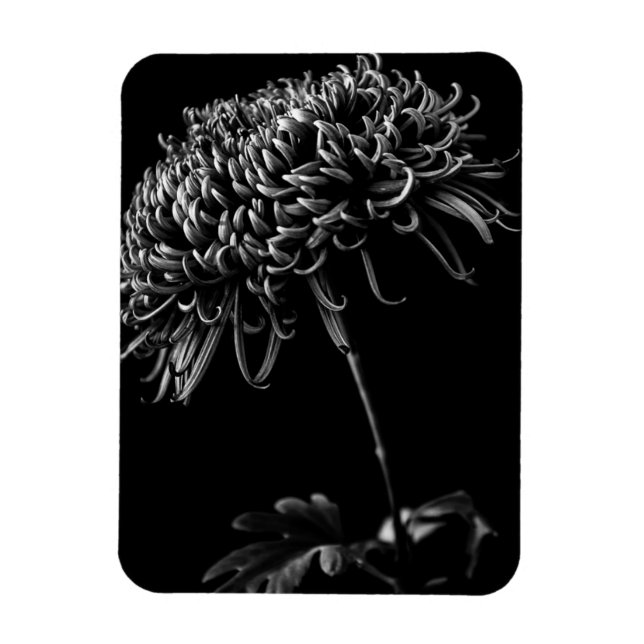 Magnet Flexible Chrysanthème (Vertical)