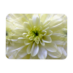 MAGNET FLEXIBLE CHRYSANTHEMUM