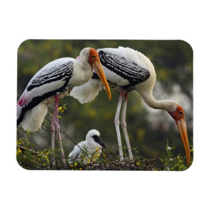 Magnet Flexible Cigognes blanches & jeune au nid,Keoladeo