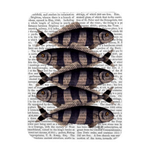 Magnet Flexible Cinq poissons rayés