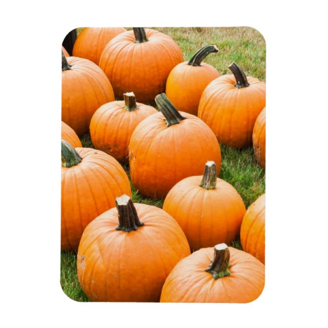 Magnet Flexible Citrouilles à vendre sur un marché agricole (Vertical)