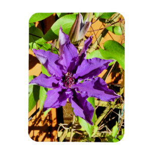 MAGNET FLEXIBLE CLEMATIS