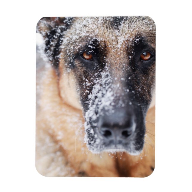 Magnet Flexible Closeup Berger Allemand Couvert De Neige (Vertical)
