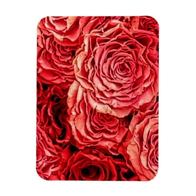 Magnet Flexible Closeup de Red Roses (Vertical)
