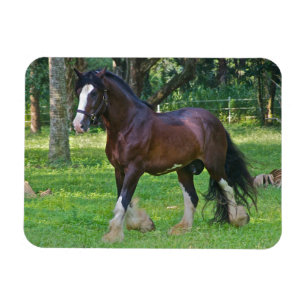 Magnet Flexible Clydesdale Horse