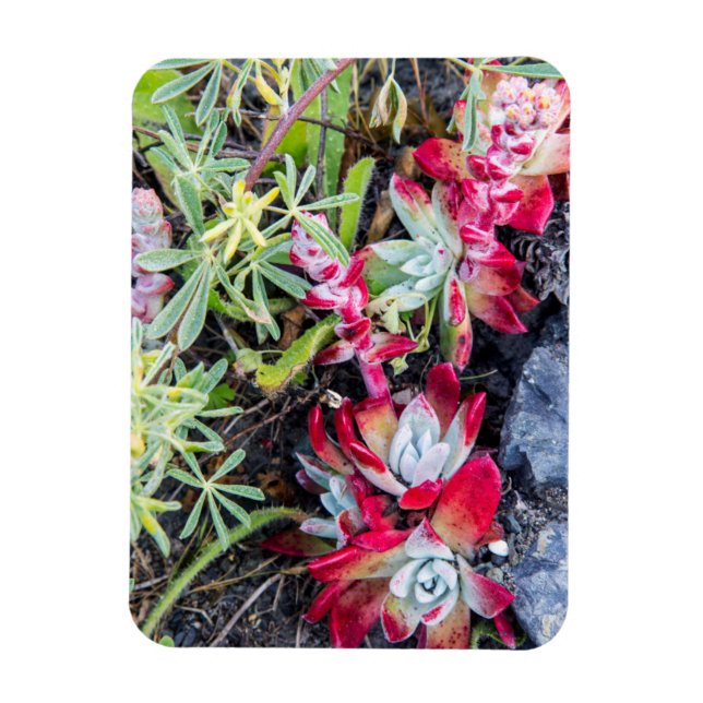 Magnet Flexible Coast Dudleya à Point Reyes National Seashore (Vertical)