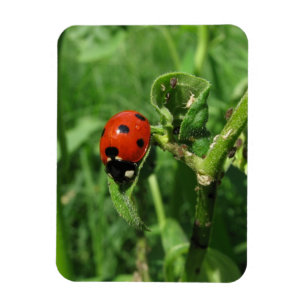 Magnet Flexible Coccinelle et aphis