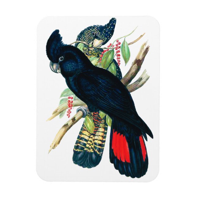 Magnet Flexible Cockatoos à queue rouge, Noir (Banksien). (Vertical)