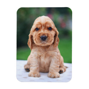Magnet Flexible Coker Spaniel