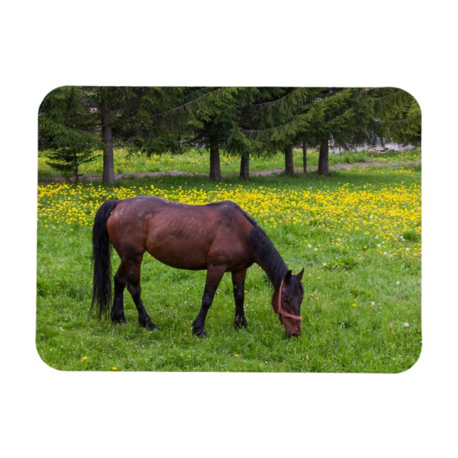 Magnet Flexible Col Tihuta, Cheval dans le Pasture (Horizontal)