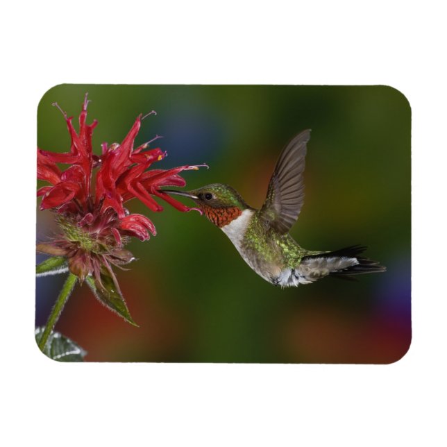 Magnet Flexible Colibri à gorge rubis mâle (Horizontal)