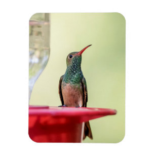 Magnet Flexible Colibri à ventre cassé au Texas
