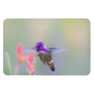 Magnet Flexible Colibri de Costa en approche