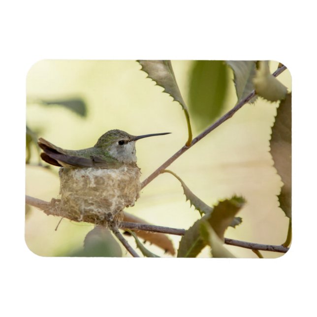 Magnet Flexible Colibri femelle sur son nid (Horizontal)