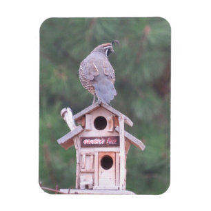 Magnet Flexible Colin de Californie sur un aimant de maison d'oise