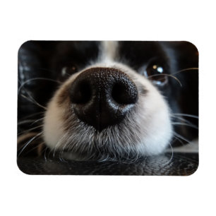Magnet Flexible Collie Bordure Cute Nez Closeuse