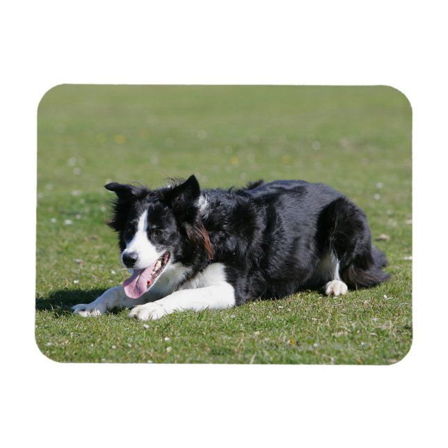 Magnet Flexible Collie Bordure Déposée (Horizontal)