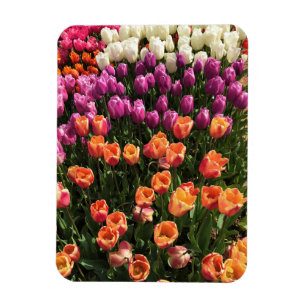 Magnet Flexible Colorful Tulip Garden Bed, Oregon
