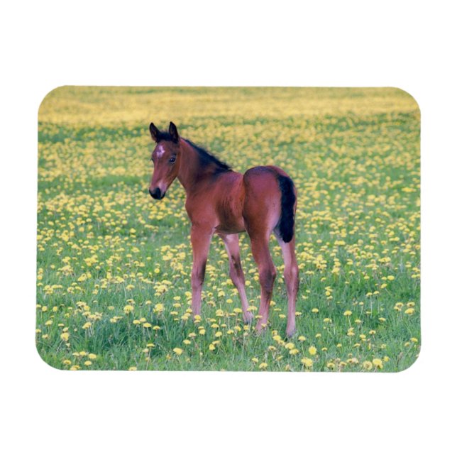 Magnet Flexible Colt dans le champ de Dandelion (Horizontal)