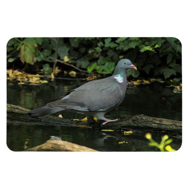 Magnet Flexible Columba palumbus (Horizontal)