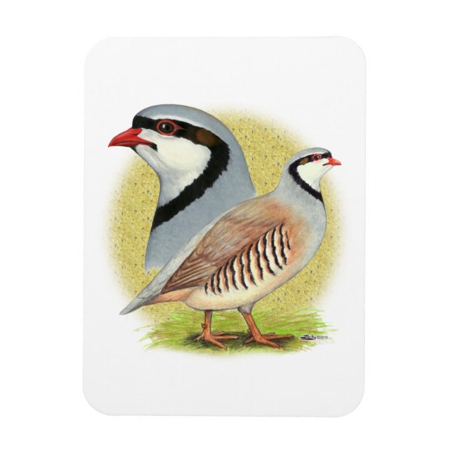 Magnet Flexible Combo de perdrix de Chukar (Vertical)